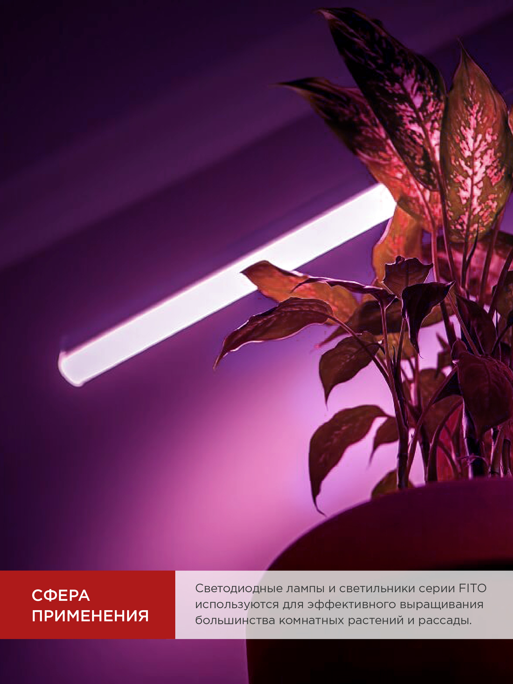 Лампа светодиодная LED-T8-ФИТО 10Вт 230В G13 600мм IN HOME в Находке